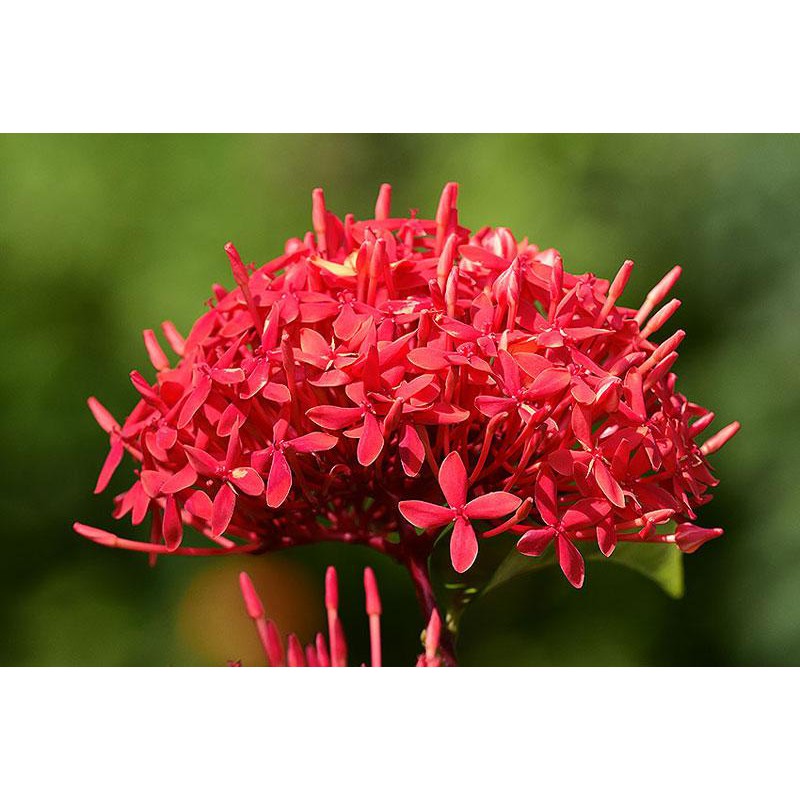 Bông Trang Lá Nhỏ , Cao 25-35cm - Chậu Hoa