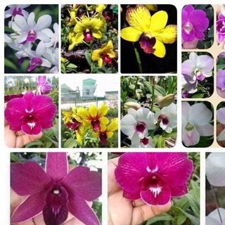 ( GIÁ HẠT RẺ) HOA LAN ĐEN RÔ HOA LAN DENRO