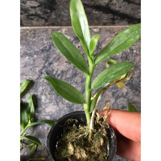 Phi điệp 5ct pt hàng năm một