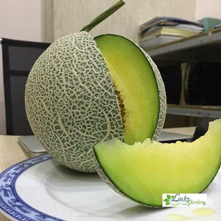 10 Hạt giống Dưa lưới tròn (lõi xanh) (tặng gói Kích nẩy mầm và Hướng dẫn) XTRA