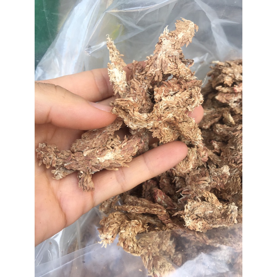 ( HOT ) Túi 1kg dớn con sâu, dớn chile trồng lan