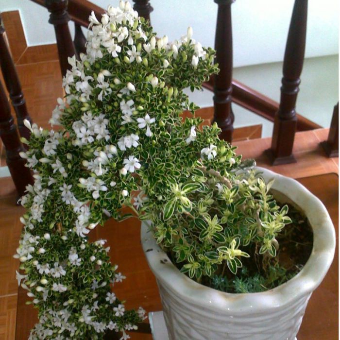 CHẬU BẠCH TUYẾT MAI--CÂY NGÀN SAO--SIÊU ĐẸP