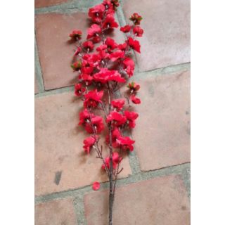 Cành hoa anh đào màu đỏ rực rỡ