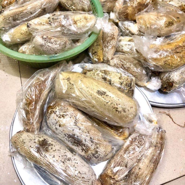 1kg Ong ruồi nguyên tổ