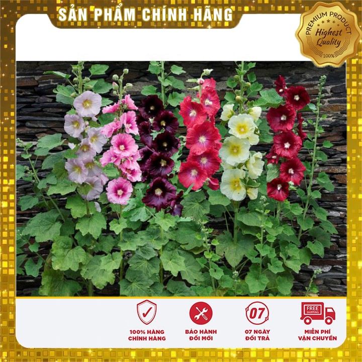 Hạt giống hoa mãn đỉnh hồng đơn mix