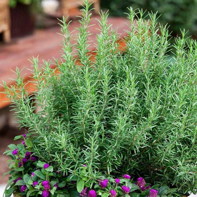 50 Hạt giống Hương Thảo
