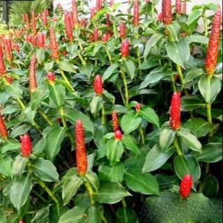 Cây giống hoa phúc lộc thọ