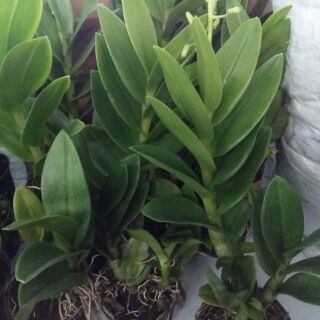 Hoa lan denro nắng Rồng xanh