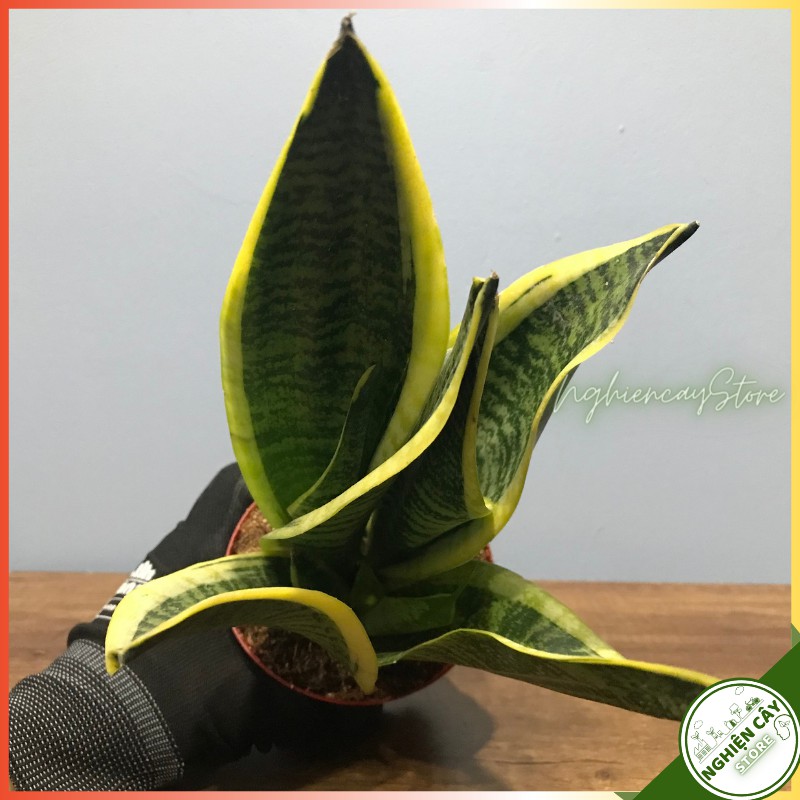 Cây lưỡi hổ xanh chậu nhựa trồng trong nhà, ban công, sân thượng tạo không gian xanh mát