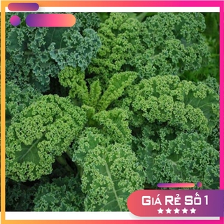 Hạt giống cải kale xoăn xanh nhập khẩu Thái Lan - HGNK