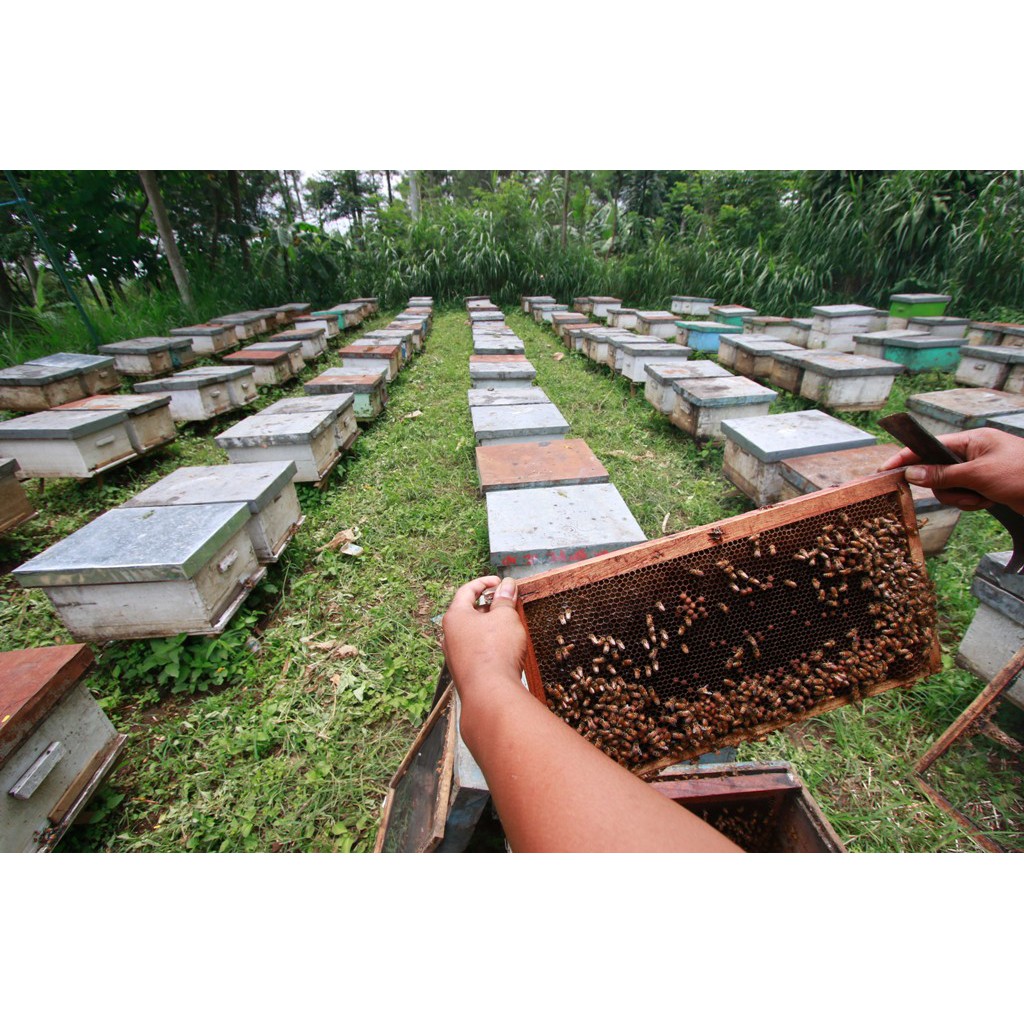 Mật Ong Nguyên Chất Hoa Cà Phê ( Hàng Dùng Thử 35g )