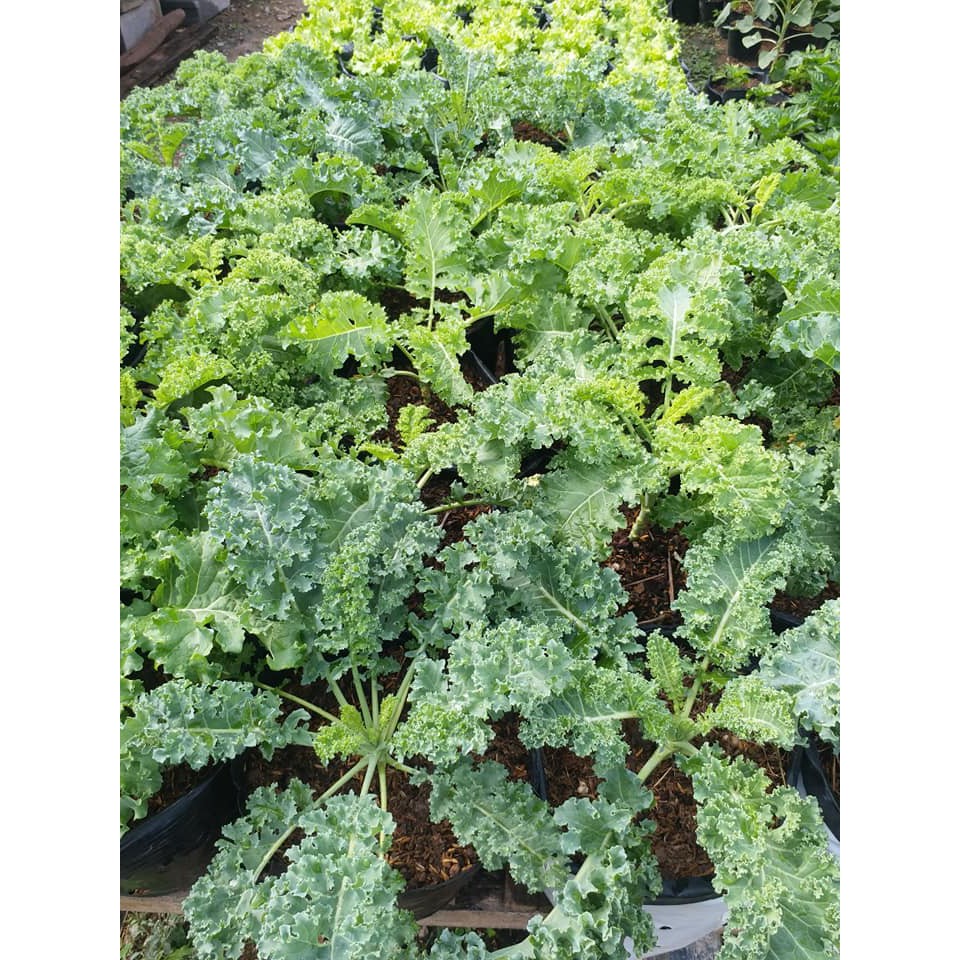 Hạt giống Cải Xoăn Kale khổng lồ năng suất cao, chịu nhiệt, thu hoạch liên tục trong 6 tháng - 5g