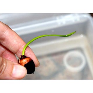 (1 Hạt) Hạt Giống Sen Mini, Nhiều Màu Ngẫu Nhiên, Siêu Xinh.