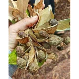 HẠT ƯƠI TRÂU 0,5KG