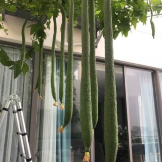 MƯỚP SIÊU DÀI THÁI 2M