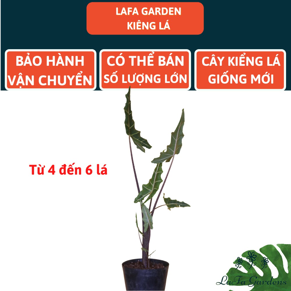 Cây kiểng lá LAFA GARDEN, cây trồng trong nhà, Combo cây kiểng lá kèm chậu và giá thể trồng kiểng lá