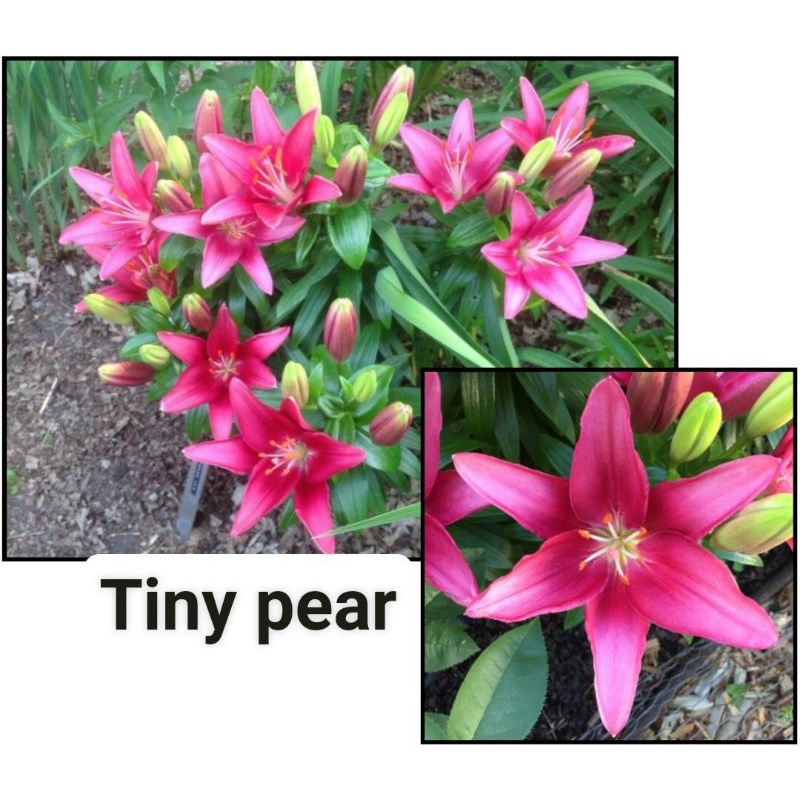 Ly  hoa chơi tết co đủ màu)