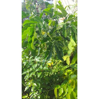 cây me tây cao từ 80cm