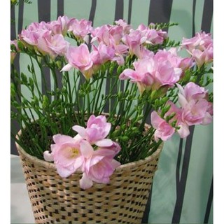 Củ giống hoa lan nam phi hoa màu trắng hồng ( 1 củ tặng kèm viên nén xơ dừa ươm củ ) - STHG2