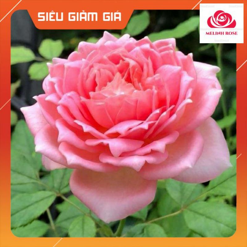 Hoa hồng ngoại Jubilee Celebration rose – Búp sen trên cạn vẻ đẹp thuần túy-Vườn Hoa Melinhrose