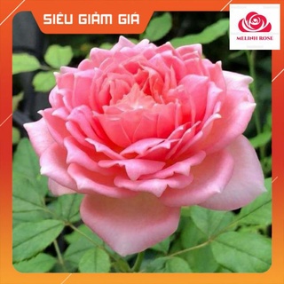 Hoa hồng ngoại Jubilee Celebration rose – Búp sen trên cạn vẻ đẹp thuần túy-Vườn Hoa Melinhrose