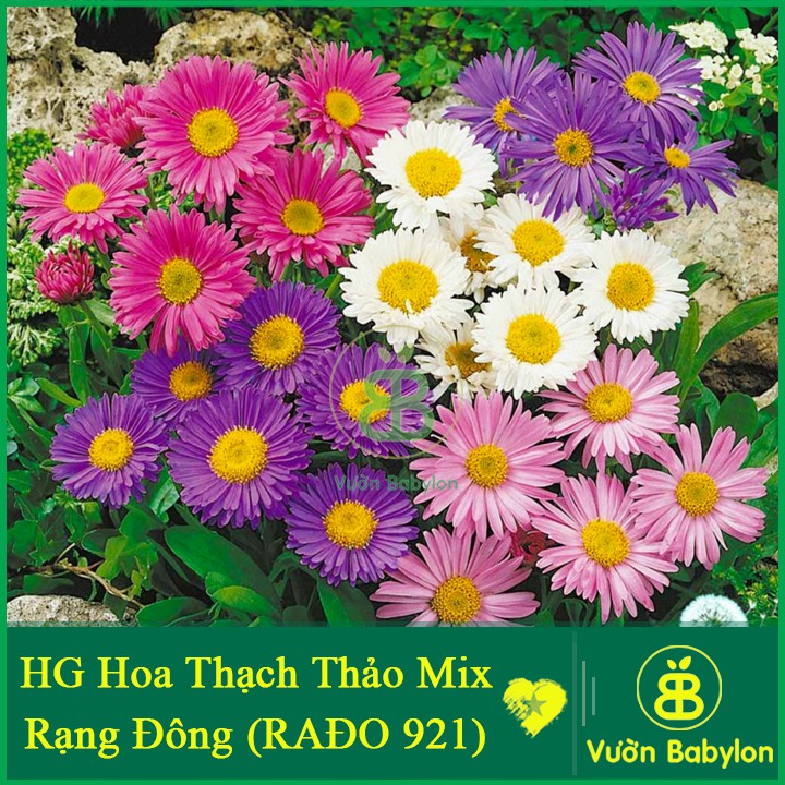 Hạt Giống Hoa Thạch Thảo Mix Nhiều Màu