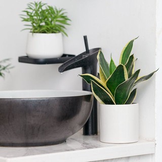 Cây lưỡi hổ để bàn