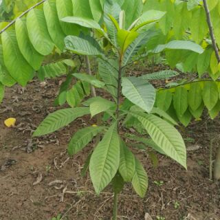 Cây hồng xiêm ruột đỏ