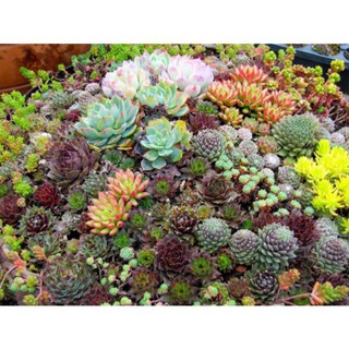 [HOT] HẠT GIỐNG SEN ĐÁ MIX - 5 hạt