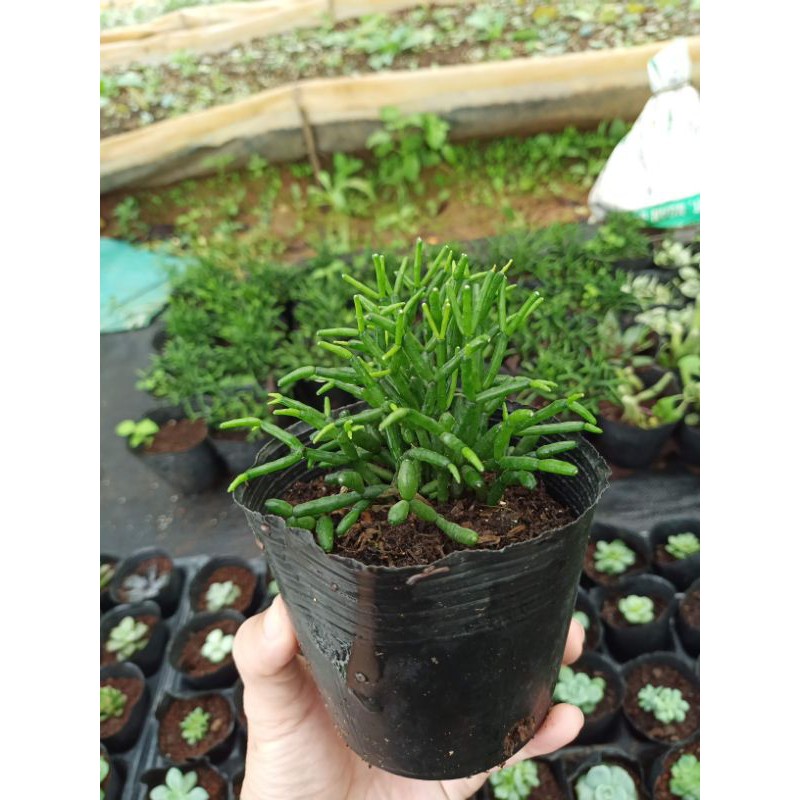 Cây lộc Nhung hợp tuổi Hợi