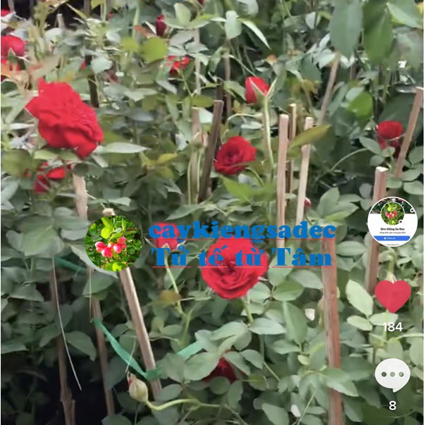 Caykiengsadec Cây hoa Hồng  siêu nụ-tặng phân bón-hoa kiểng lá-trang trí nội thất cảnh quan sân vườn ngoài trời