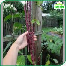 Hạt giống Đậu Đũa Tím năng suất cao, thu hoạch nhiều lần, trồng quanh năm - Hạt giống Rạng Đông