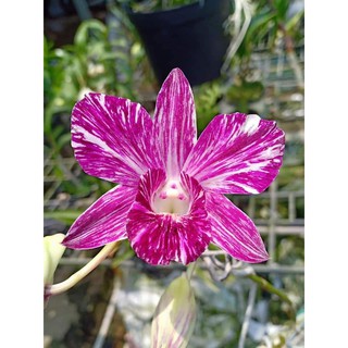 Lan chớp sao băng