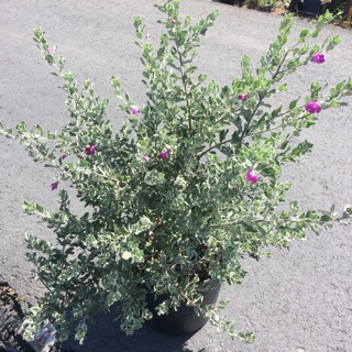 Cây Tuyết sơn phi hồ