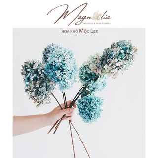Cẩm Tú Cầu khô 🍁FREESHIP🍁 Hoa khô Hydrangea Limelight trang trí phòng khách sang trọng Bắc Âu, Vintage [hoa decor]