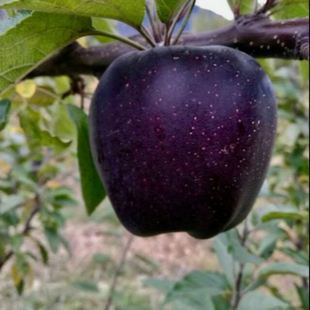 Cây giống táo kim cương đen trồng chậu hoặc đất