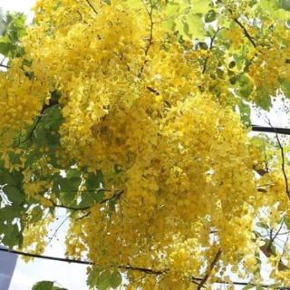 Combo 100/3 cây muồng hoàng yến