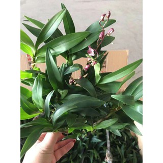 Hoa phong lan denro úc