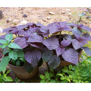 Hạt giống tía tô đỏ