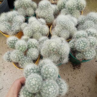 Xương rồng M.Baulmi Bụi