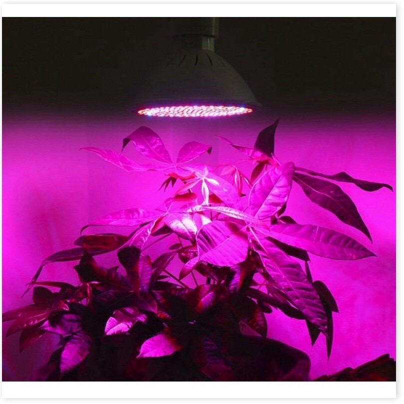 Đèn Led trồng cây, Đèn led trồng rau trong nhà, Led grow lights