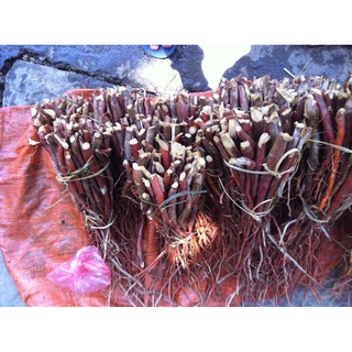 Sâm cau rừng 1kg