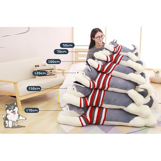 (od 7-10d) chó bông husky or alaska từ 1,2m