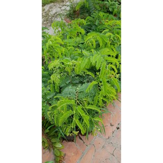 Cây 🌲 Me thái...trái ngọt.