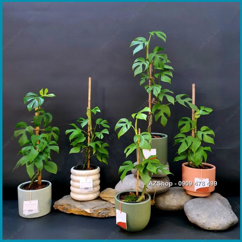 Cây Trầu Bà Lá Xẻ Thân Leo Monstera Mini - Kiểng Lá Trang Trí
