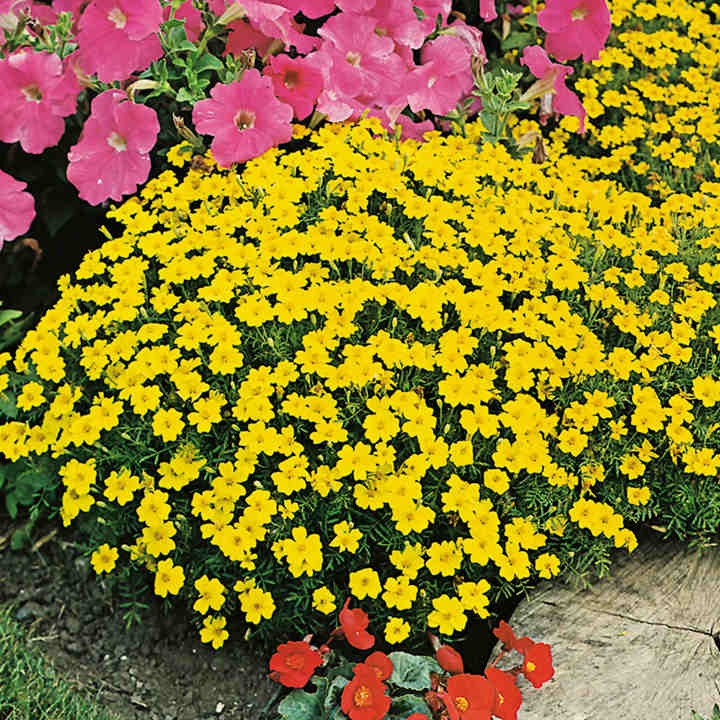 Hạt giống hoa cúc Tagetes đá quý chanh 30h