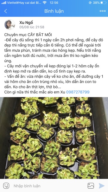  Cây bắt mồi bẫy kẹp venus flytrap