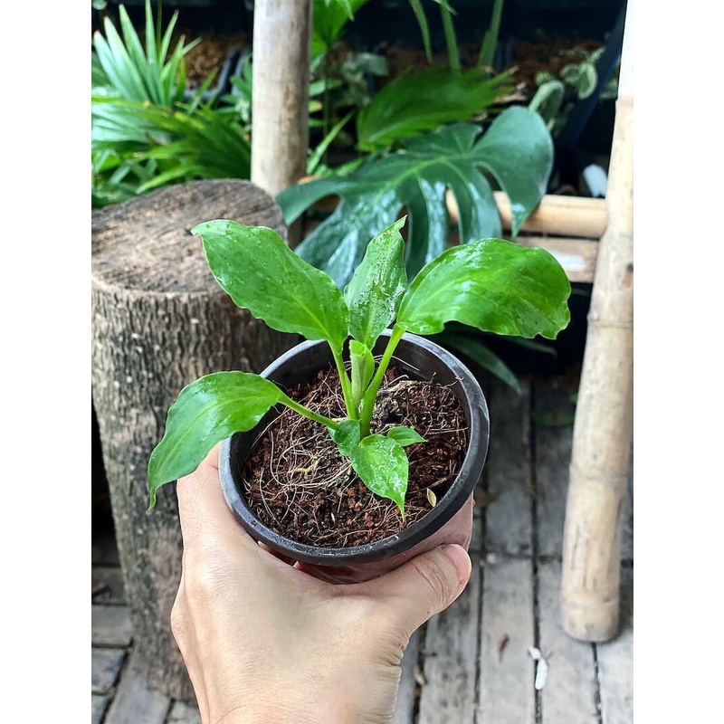 Cây giống Spathiphyllum wallisii Peace Lily (Lan Ý, Huệ Hoà Bình) chậu nhựa 8cm