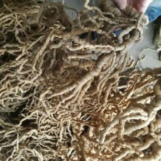 Ba kích tím chuẩn hàng Việt Nam [1kg]
