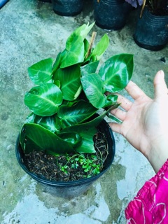CÂY THẰN LẰN LEO TƯỜNG